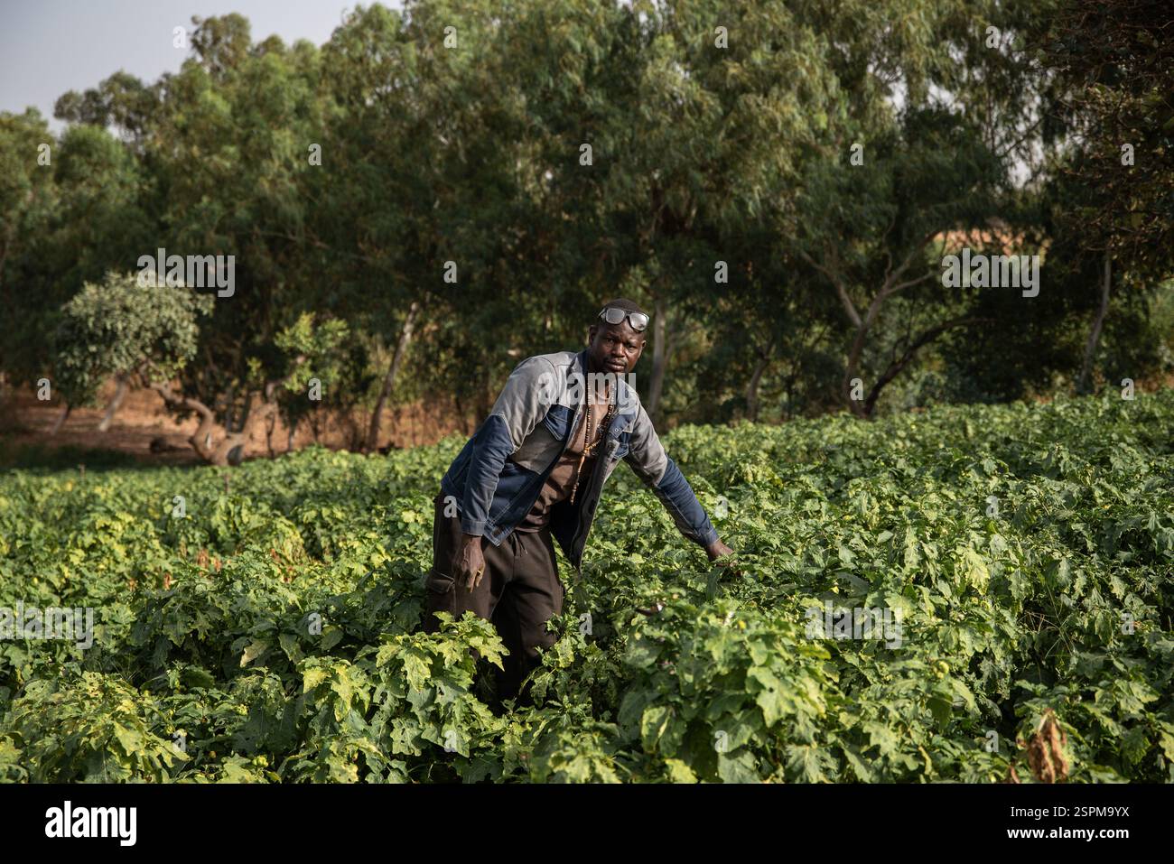 Pape Thiaw, agriculteur de 38 ans et maraîcher à Lompoul sur mer dans son champ le 21 décembre 2024. GCO lui a pris 3 champs, dont 2 ont reçu une compensation qu'il considère trop faible. Il s’est battu pour garder ses terres mais il s’est finalement retrouvé en garde à vue pendant 3 jours suite à un différend avec l’eau et les forêts avant d’être emprisonné un temps avec deux de ses amis. Son équipement d’une valeur de plus de 3 millions de FCFA a été saisi et n’a été restitué qu’aujourd’hui. Auparavant, il employait 18 personnes, il avait beaucoup investi mais maintenant il n'a que 7 employés. - 21/12/2024 - Sénégal/Loug Banque D'Images