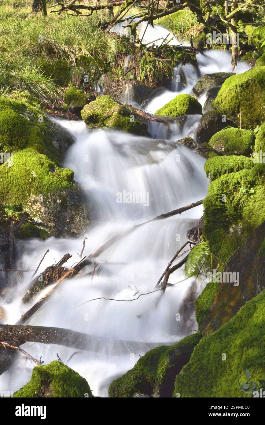 Eau coulante sur un ruisseau de montagne entre la végétation et les roches moussées Banque D'Images