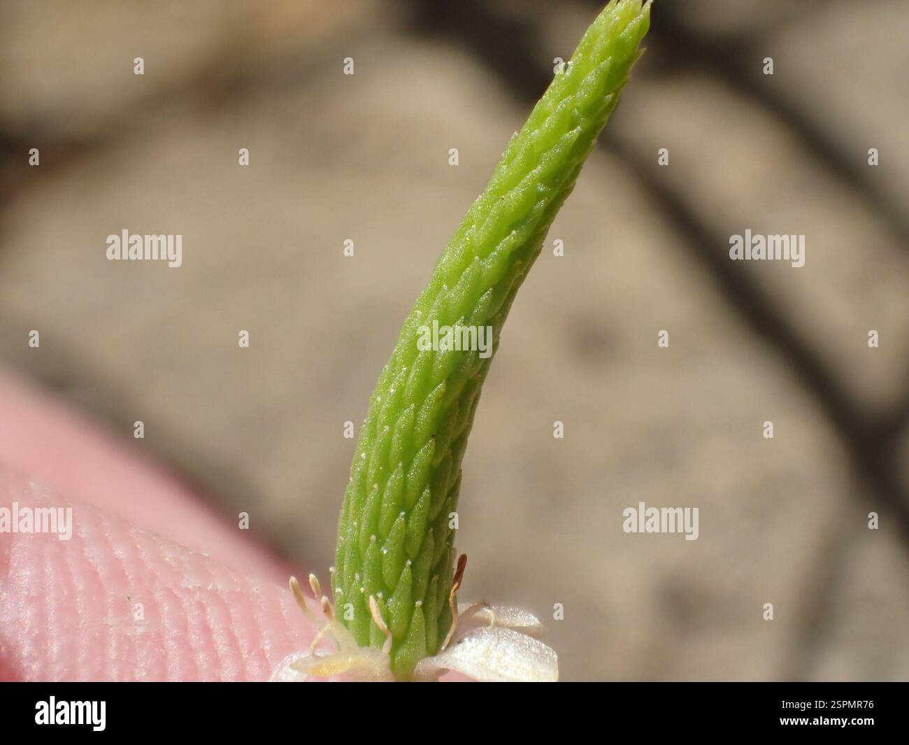Petite queue de mousette (Myosurus minimus), Plantae, Livermore, CA, États-Unis Banque D'Images