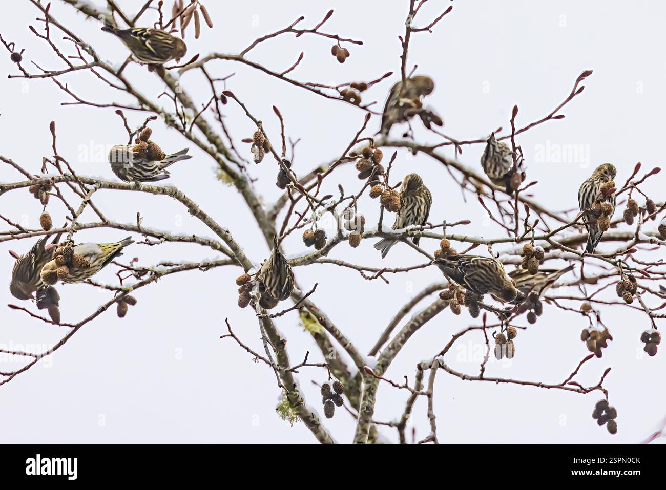 Pine Siskins, Spinus pinus, se nourrissant de graines d'aulne rouge, péninsule olympique, État de Washington, États-Unis Banque D'Images
