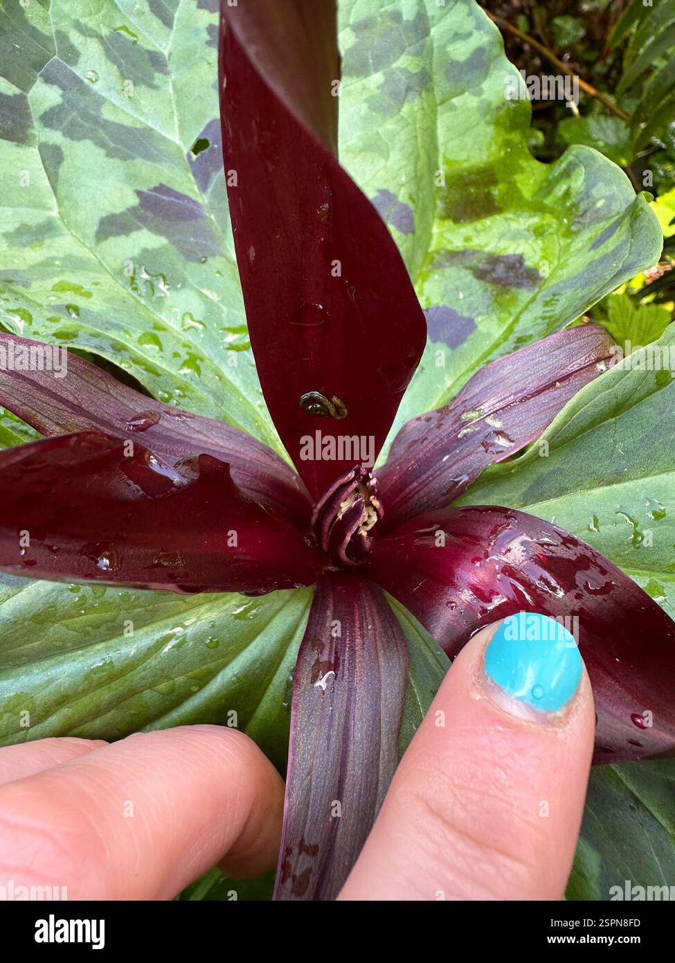 wakerobin violet géant (Trillium kurabayashii), Plantae, Del Norte Coast Redwoods State Park, Klamath, CA, US Banque D'Images