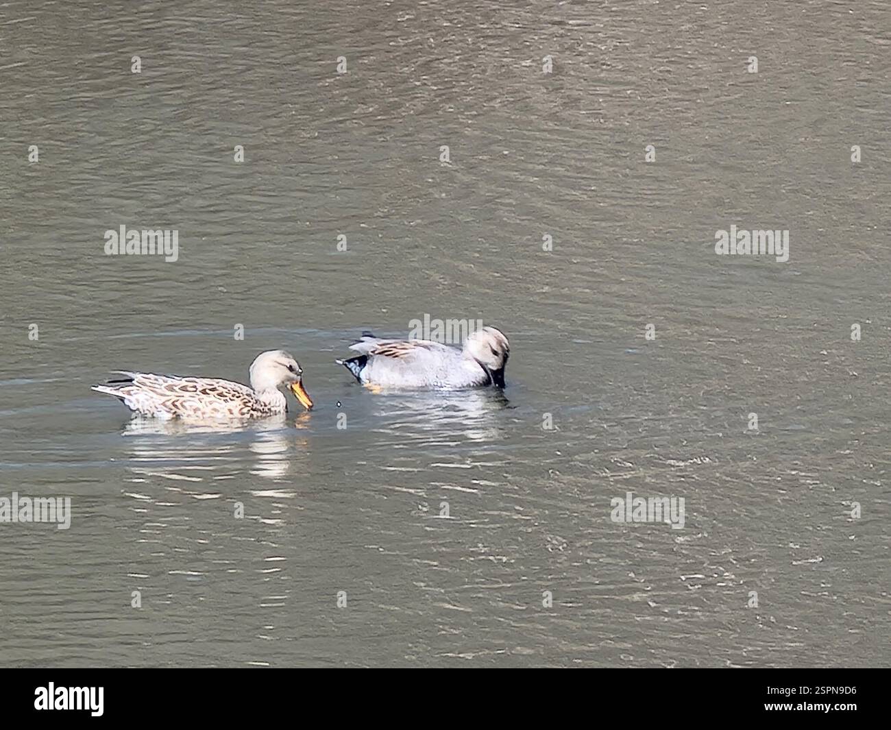 Gadwall (Mareca strepera), Aves, New York, NY 10019, États-Unis Banque D'Images