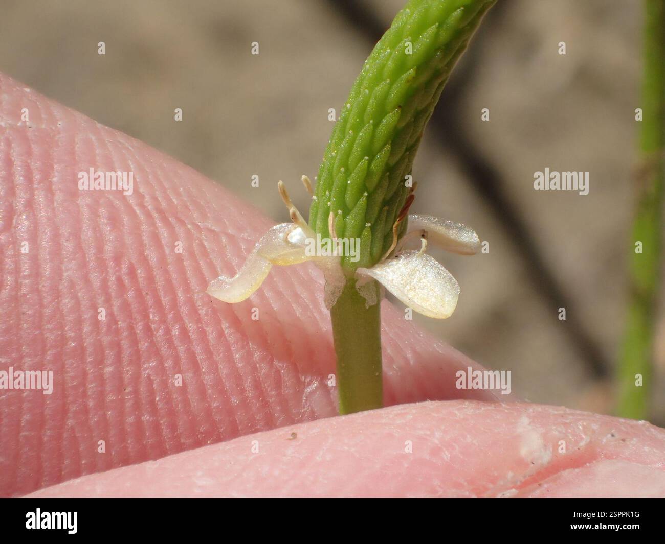 Petite queue de mousette (Myosurus minimus), Plantae, Livermore, CA, États-Unis Banque D'Images