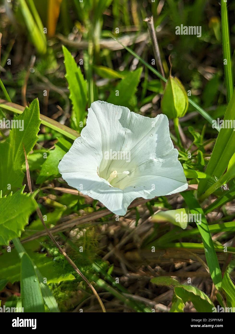 Haie (Calystegia sepium), Plantae, Christmas, FL 32709, États-Unis, Oups, je pensais que c'était une gloire matinale. Pas même la même famille Banque D'Images Haie (Calystegia sepium), Plantae, Christmas, FL 32709, États-Unis, Oups, je pensais que c'était une gloire matinale. Pas même la même famille Banque D'Images
