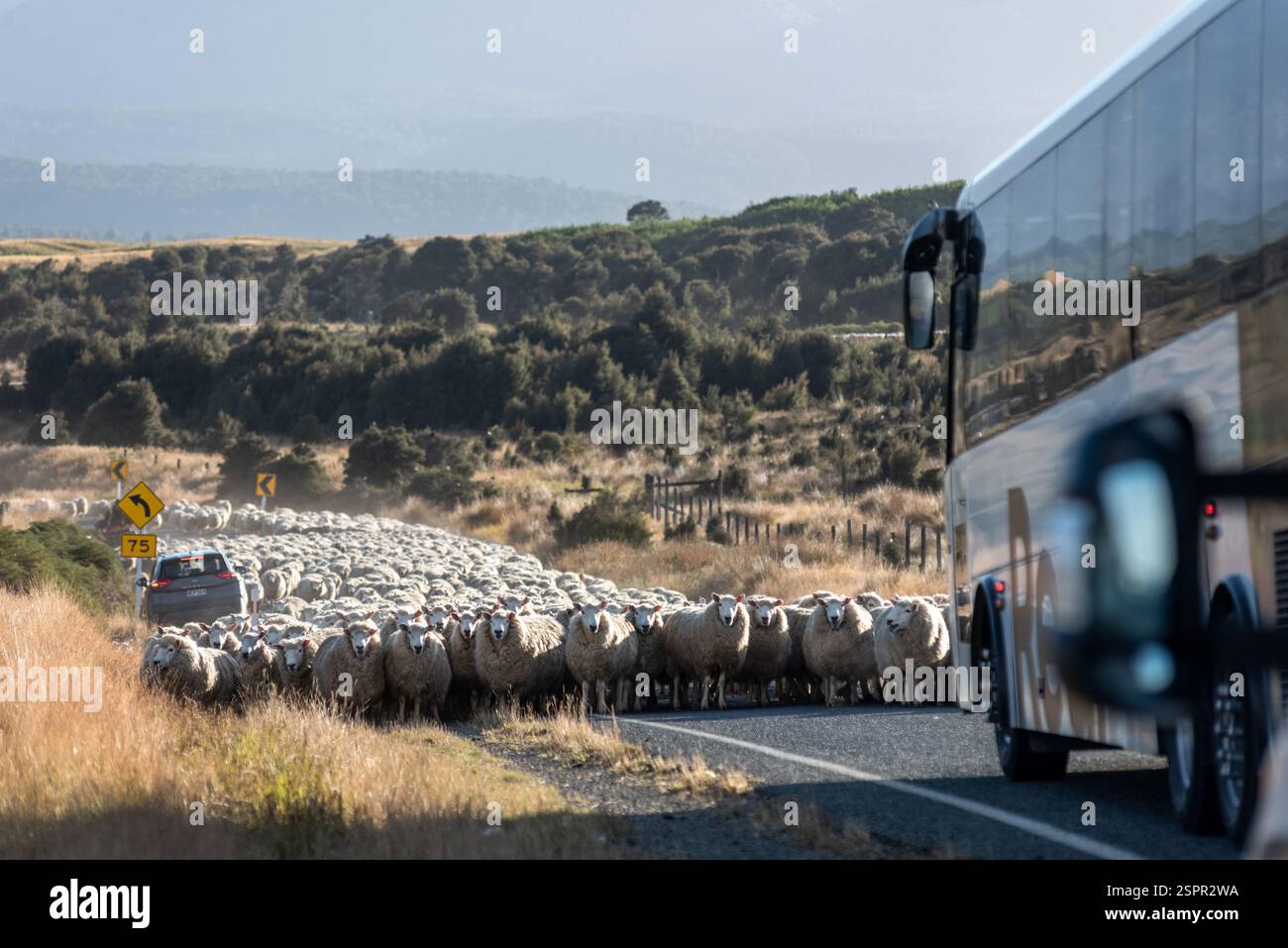 Milford Sound, 1er février 2025 : moutons conduits sur la route 94, la route te Anau Milford Banque D'Images