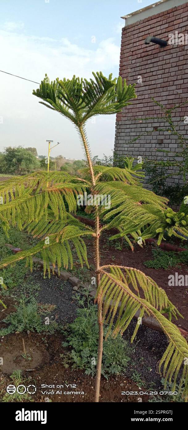 Le pin de l'île Norfolk (Araucaria heterophylla), Plantae, Nimblak, Araucaria heterophylla (synonyme A. excelsa) est une plante vasculaire de l'ancienne famille de conifères, aujourd'hui disjointe, Araucariaceae. Comme son nom vernaculaire Norfolk Island pin l'indique, l'arbre est endémique de l'île Norfolk, une petite île dans l'océan Pacifique entre la Nouvelle-Zélande et la Nouvelle-Calédonie, à environ 1440 km à l'est de Sydney, en Australie. Le genre Araucaria est présent à travers le Pacifique Sud, surtout concentré en Nouvelle-Calédonie (environ 700 km plein nord de l'île Norfolk) où... Banque D'Images
