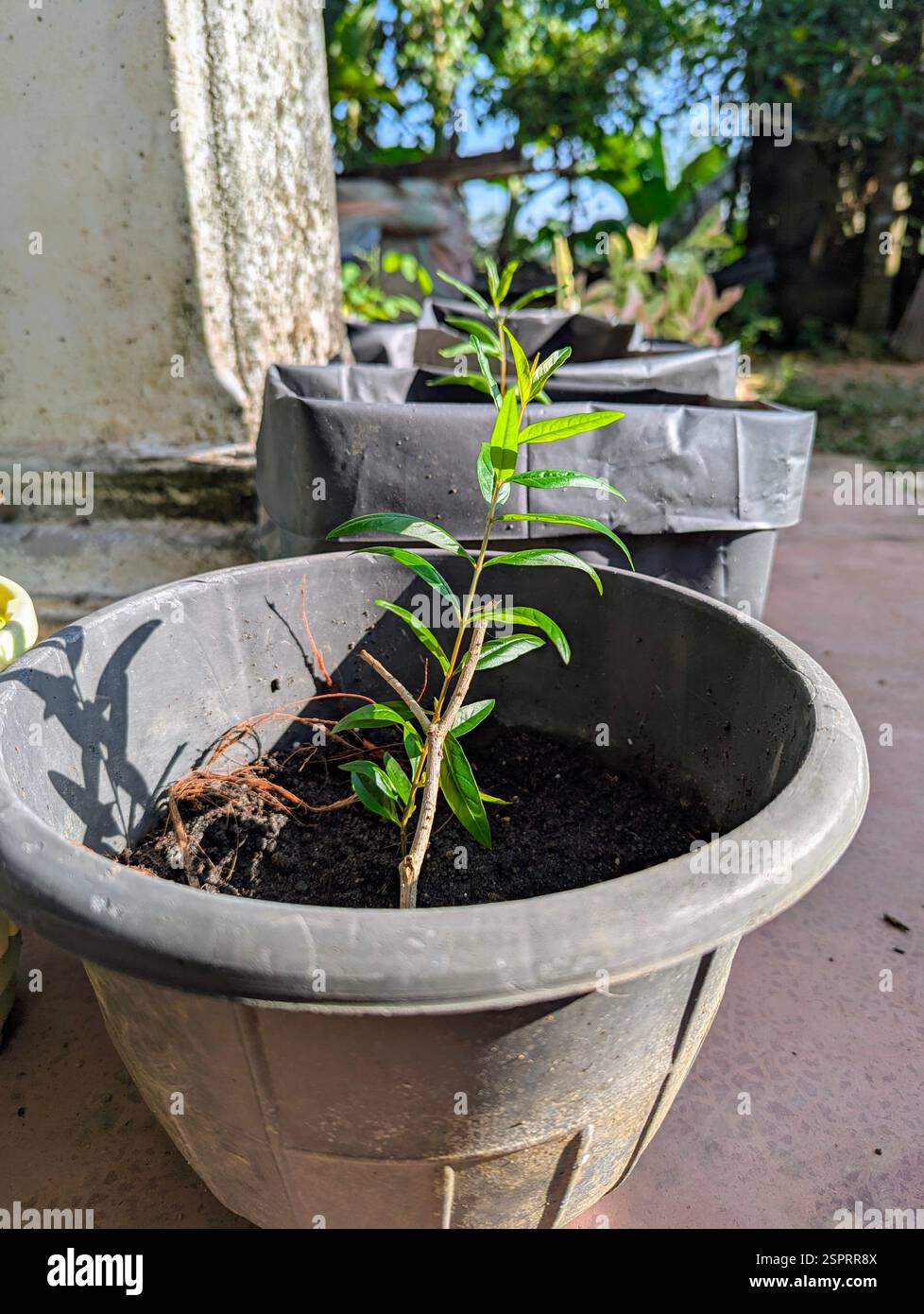 Jeune plante de neem (Azadirachta indica) poussant dans un pot noir, une plante médicinale et culinaire appréciée pour ses bienfaits pour la santé - Image de stock capturée avec un smartphone
