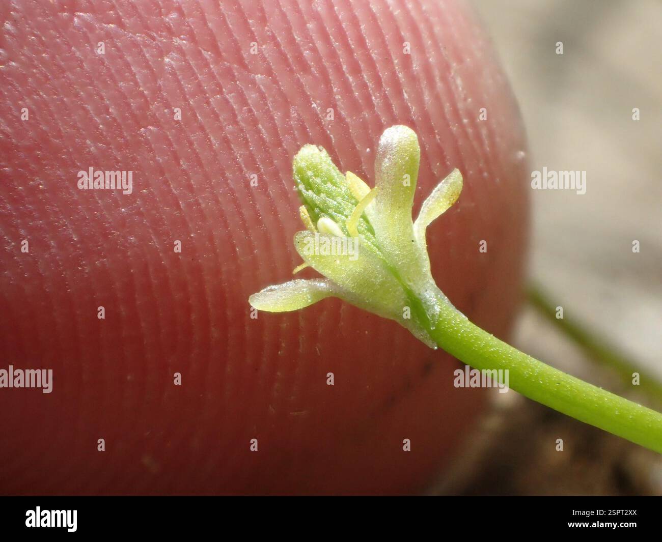 Petite queue de mousette (Myosurus minimus), Plantae, Livermore, CA, États-Unis Banque D'Images