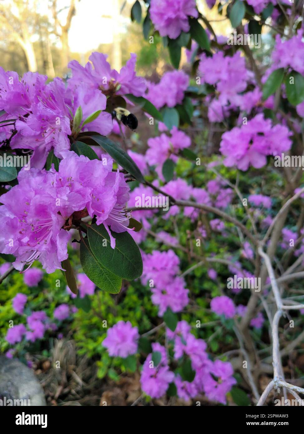 Common Eastern Bumble Bee (Bombus impatiens), Insecta, New Haven County, US-CT, US, Rhododendron semble être un favori pour les bourdons. Banque D'Images
