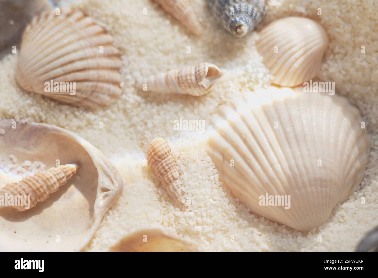 Gros plan de coquillages sur sable avec lumière douce et mise au point sélective Banque D'Images