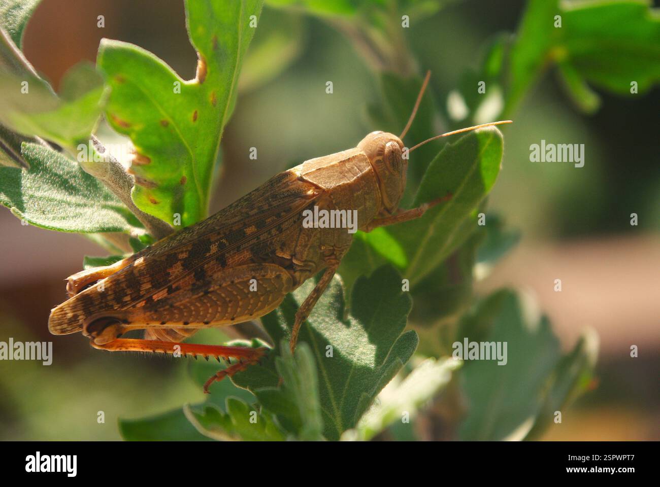 Le criquet migrateur (Locusta migratoria) Banque D'Images