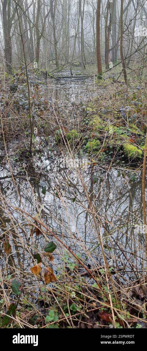 Bois inondé Banque D'Images