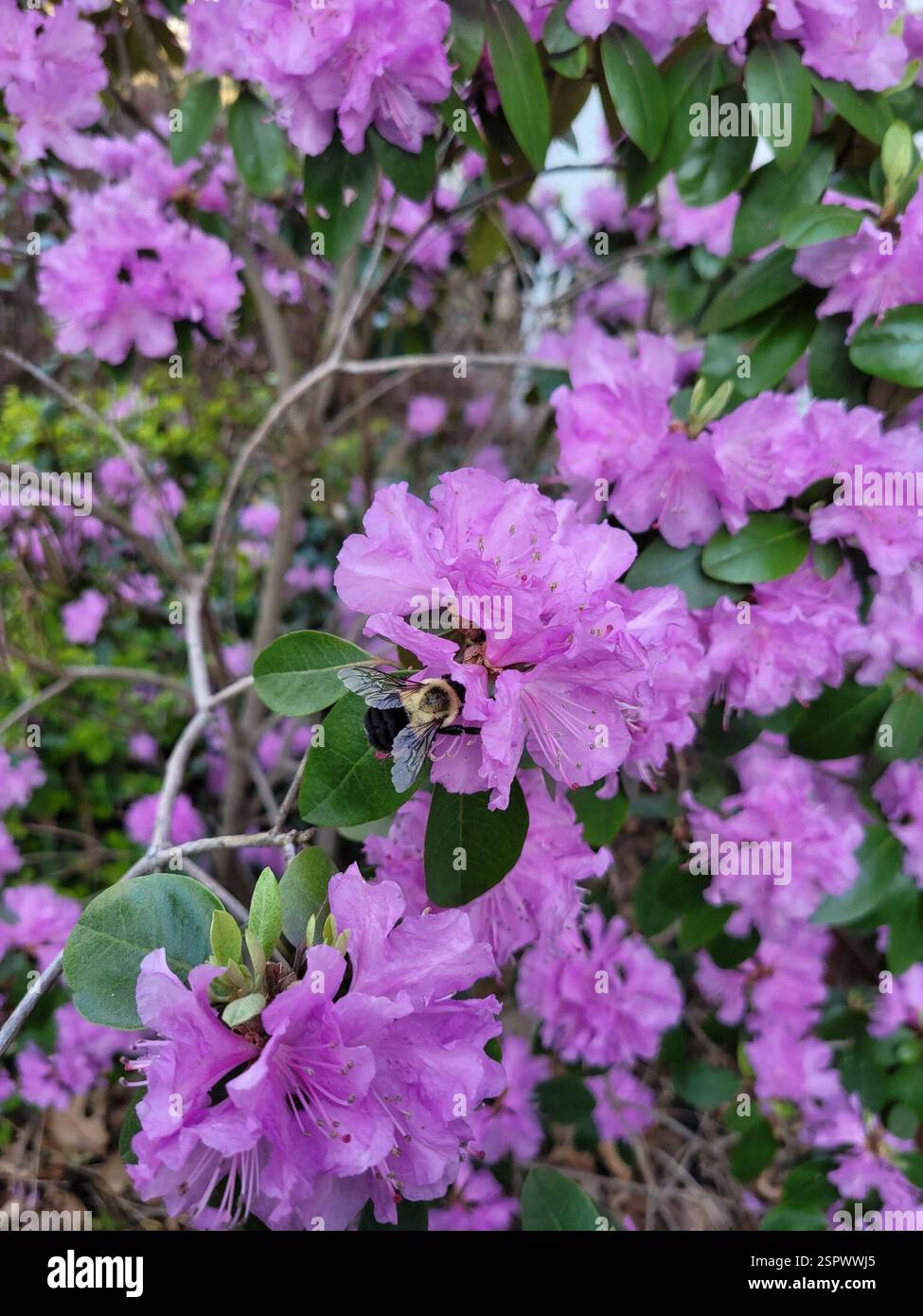 Common Eastern Bumble Bee (Bombus impatiens), Insecta, New Haven County, US-CT, US, Rhododendron semble être un favori pour les bourdons. Banque D'Images