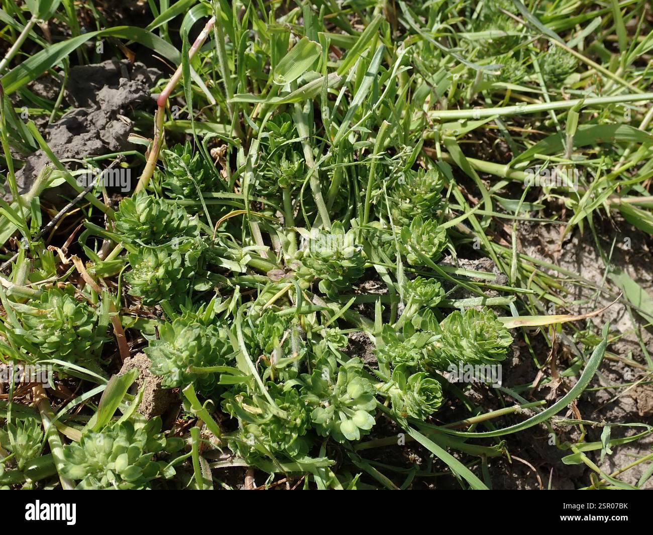 (Lepidium latipes latipes), Plantae, réserve régionale de Black Diamond Mines, Antioche, CA, US Banque D'Images