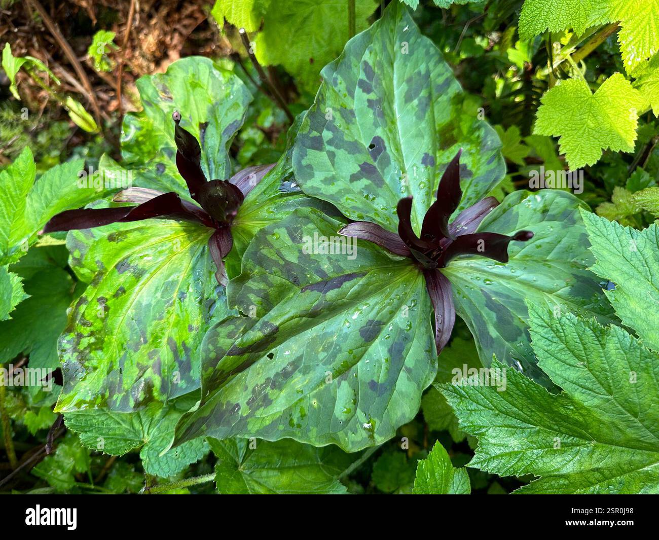 wakerobin violet géant (Trillium kurabayashii), Plantae, Del Norte Coast Redwoods State Park, Klamath, CA, US Banque D'Images