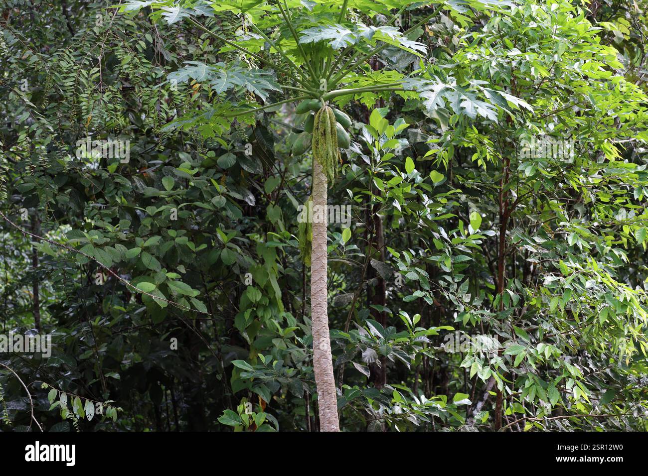 grand arbre avec canopée feuillue et de grands fruits verts contre la forêt tropicale dense Banque D'Images