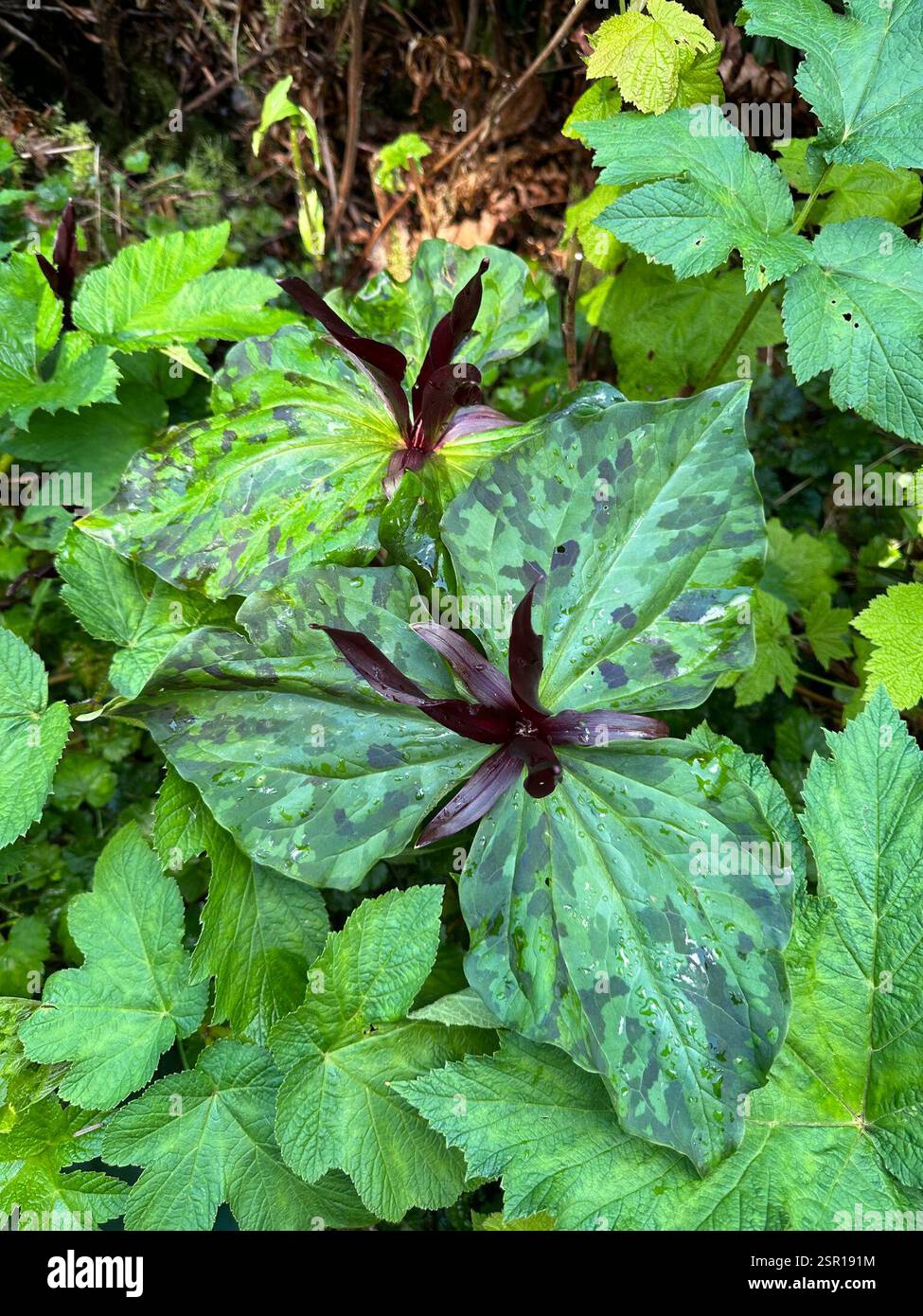 wakerobin violet géant (Trillium kurabayashii), Plantae, Del Norte Coast Redwoods State Park, Klamath, CA, US Banque D'Images