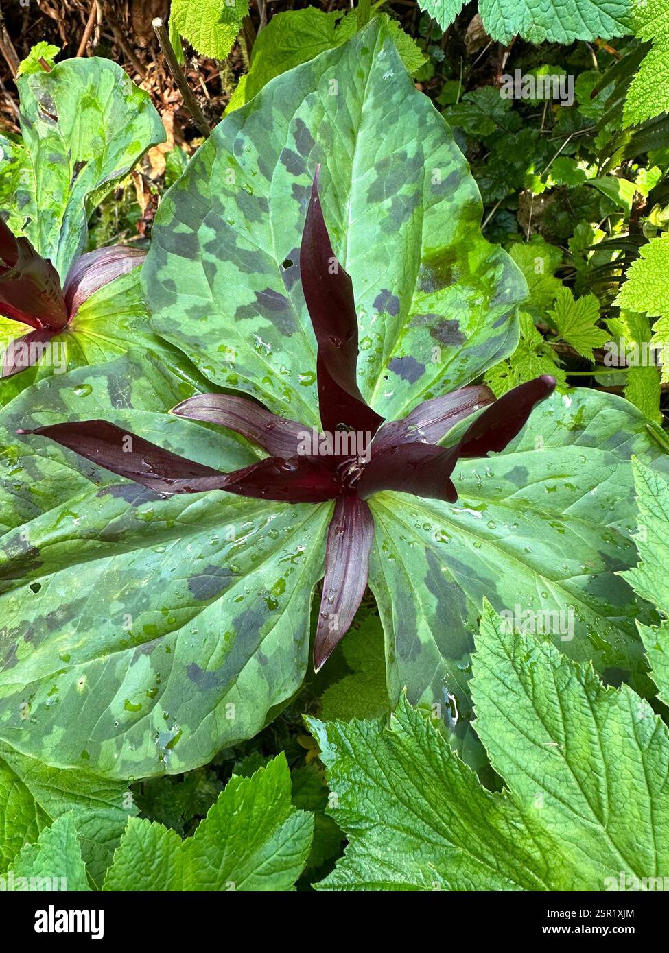 wakerobin violet géant (Trillium kurabayashii), Plantae, Del Norte Coast Redwoods State Park, Klamath, CA, US Banque D'Images