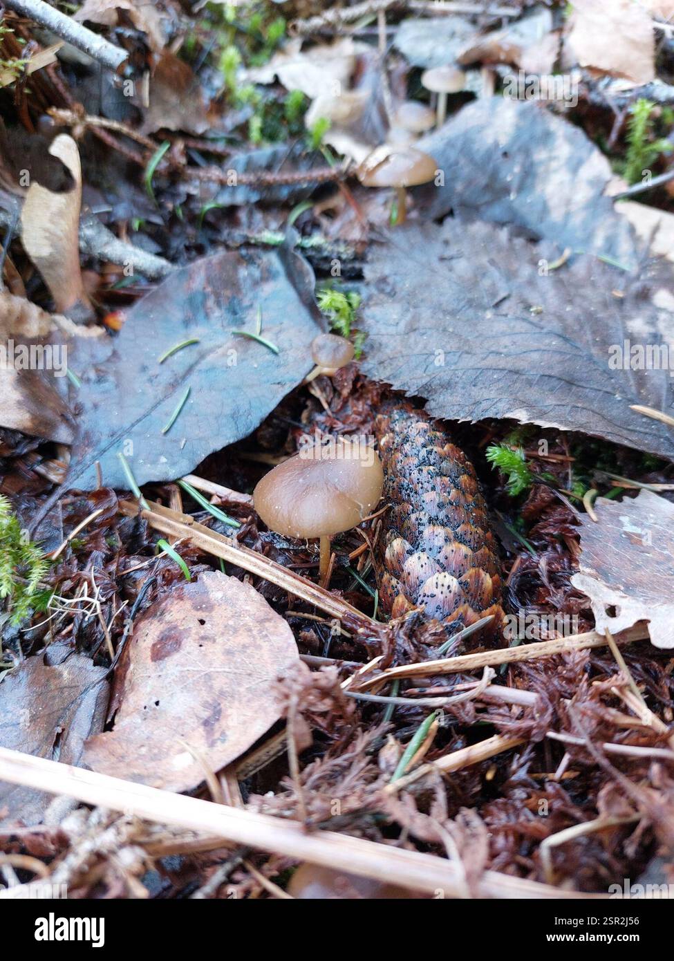 Tête de Sprucecone (Strobilurus esculentus), champignons, Finlande du Sud-Ouest, Fi-LS, Fi, en saanut kaivettua käpyä esiin, mutta ympäristössä oli vain kuusia. Banque D'Images