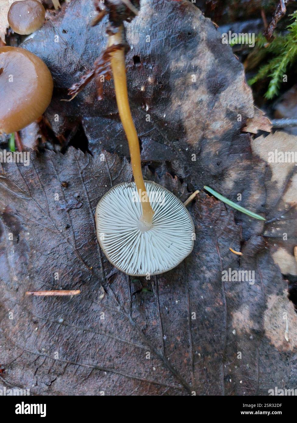 Tête de Sprucecone (Strobilurus esculentus), champignons, Finlande du Sud-Ouest, Fi-LS, Fi, en saanut kaivettua käpyä esiin, mutta ympäristössä oli vain kuusia. Banque D'Images