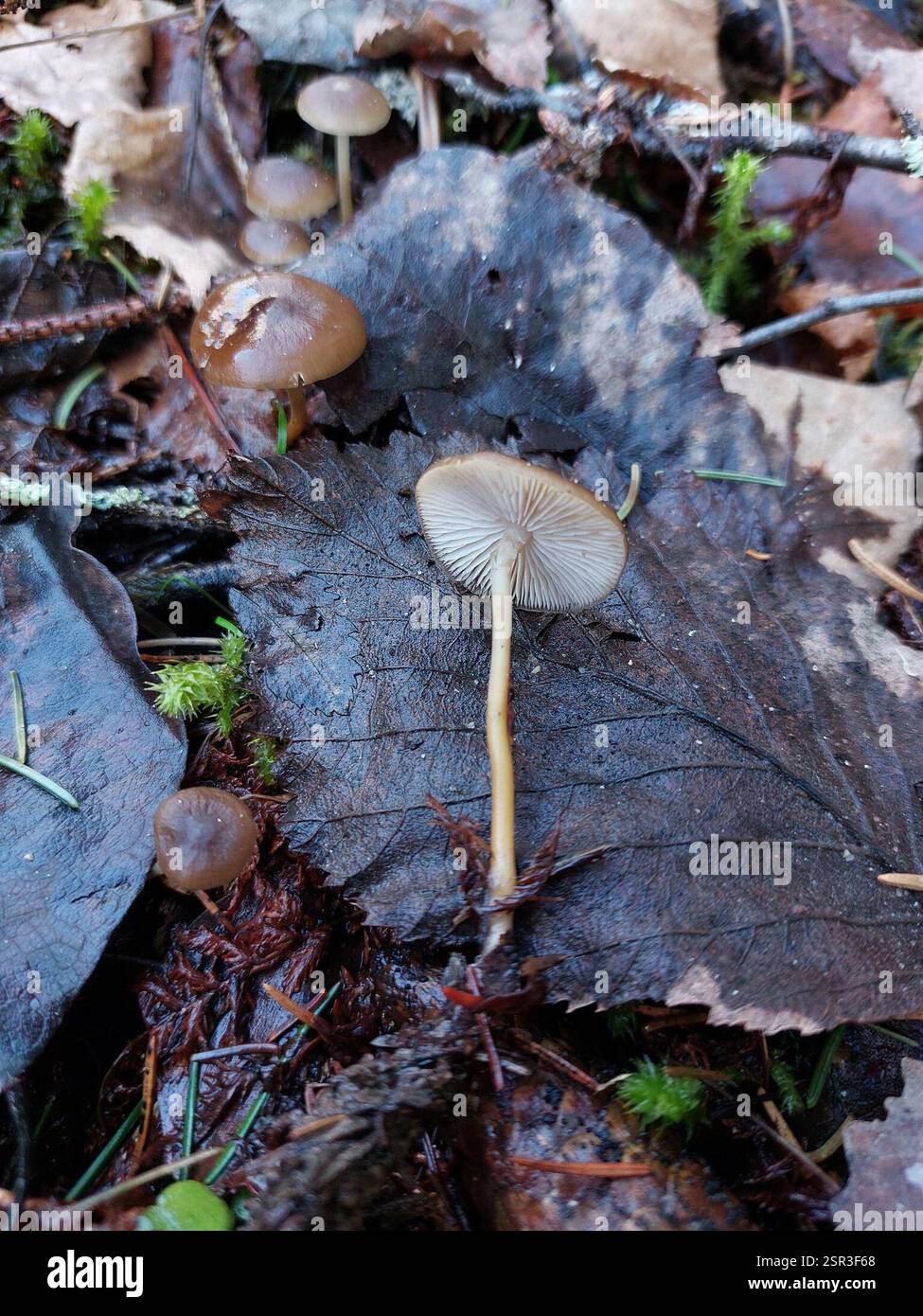 Tête de Sprucecone (Strobilurus esculentus), champignons, Finlande du Sud-Ouest, Fi-LS, Fi, en saanut kaivettua käpyä esiin, mutta ympäristössä oli vain kuusia. Banque D'Images