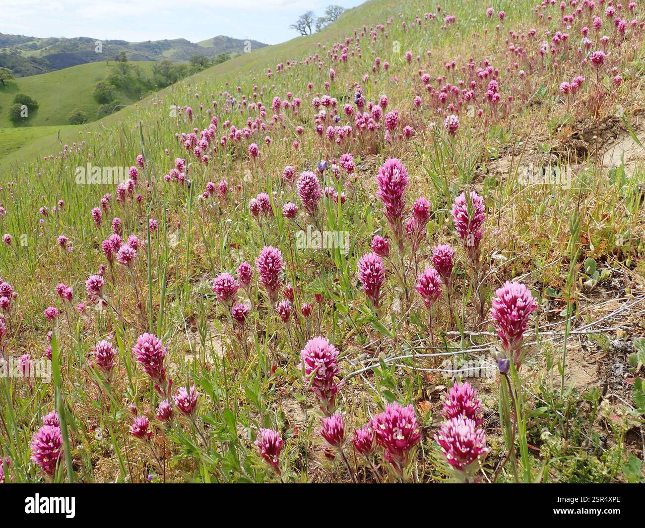 (Castilleja exserta exserta), Plantae, réserve régionale de Black Diamond Mines, Brentwood, CA, US Banque D'Images