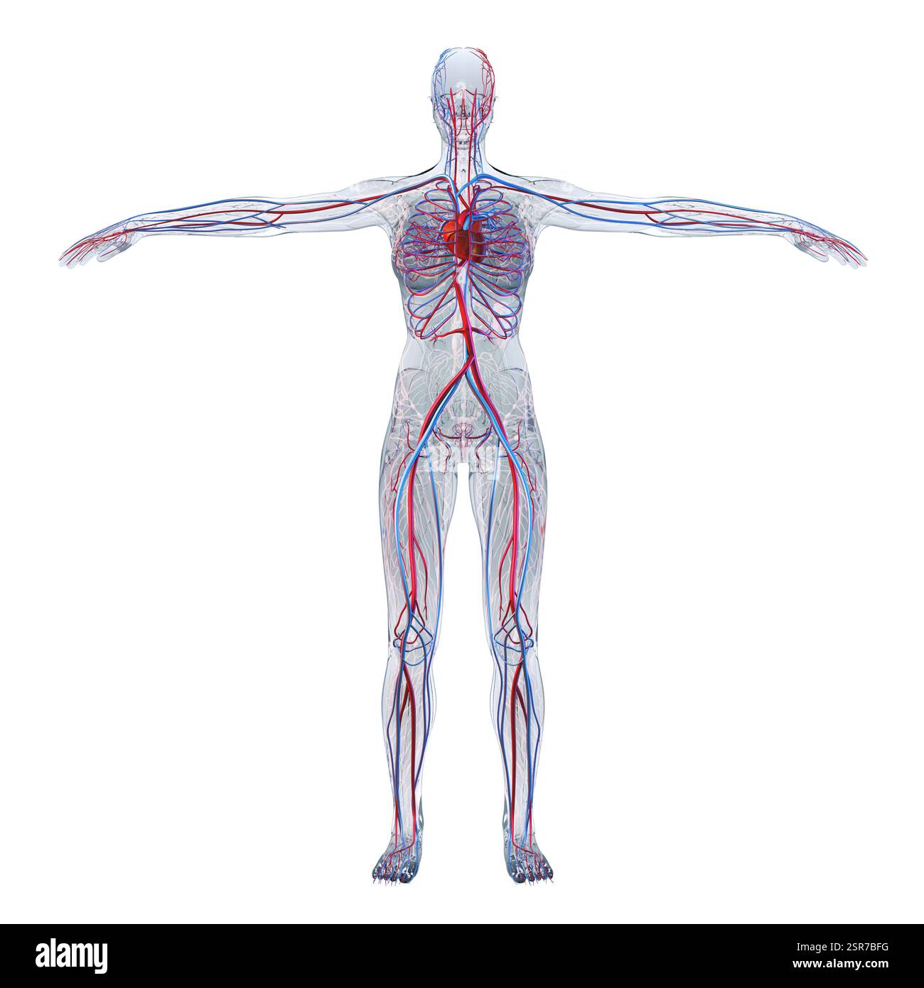Illustration du système cardiovasculaire humain. Ce système comprend le cœur, les artères, les veines et les capillaires, assurant la circulation sanguine et le transport de l'oxygène dans tout le corps. Banque D'Images
