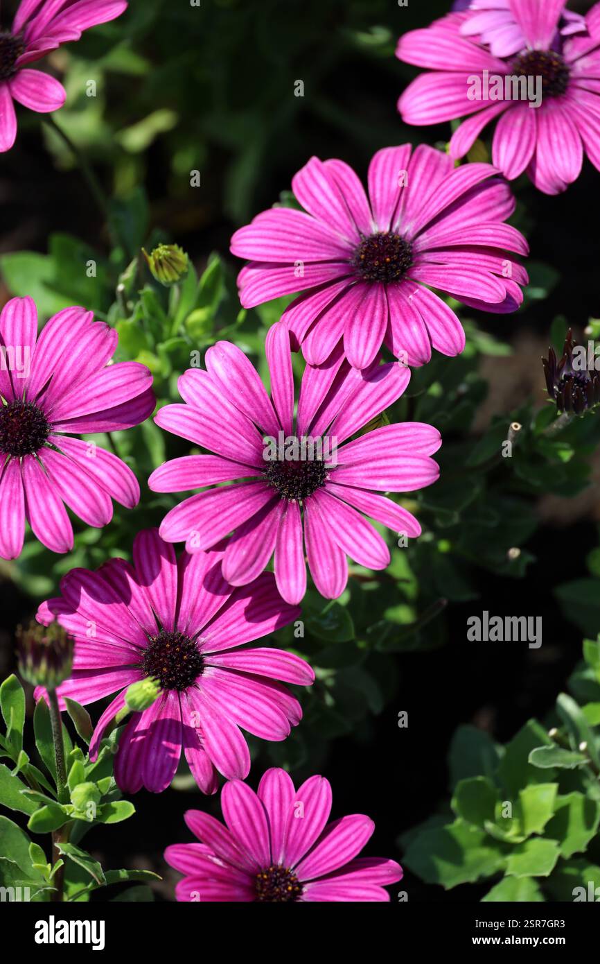 Photo de fond d'un gros plan de fleurs violettes de Cape Margaret Banque D'Images Photo de fond d'un gros plan de fleurs violettes de Cape Margaret Banque D'Images