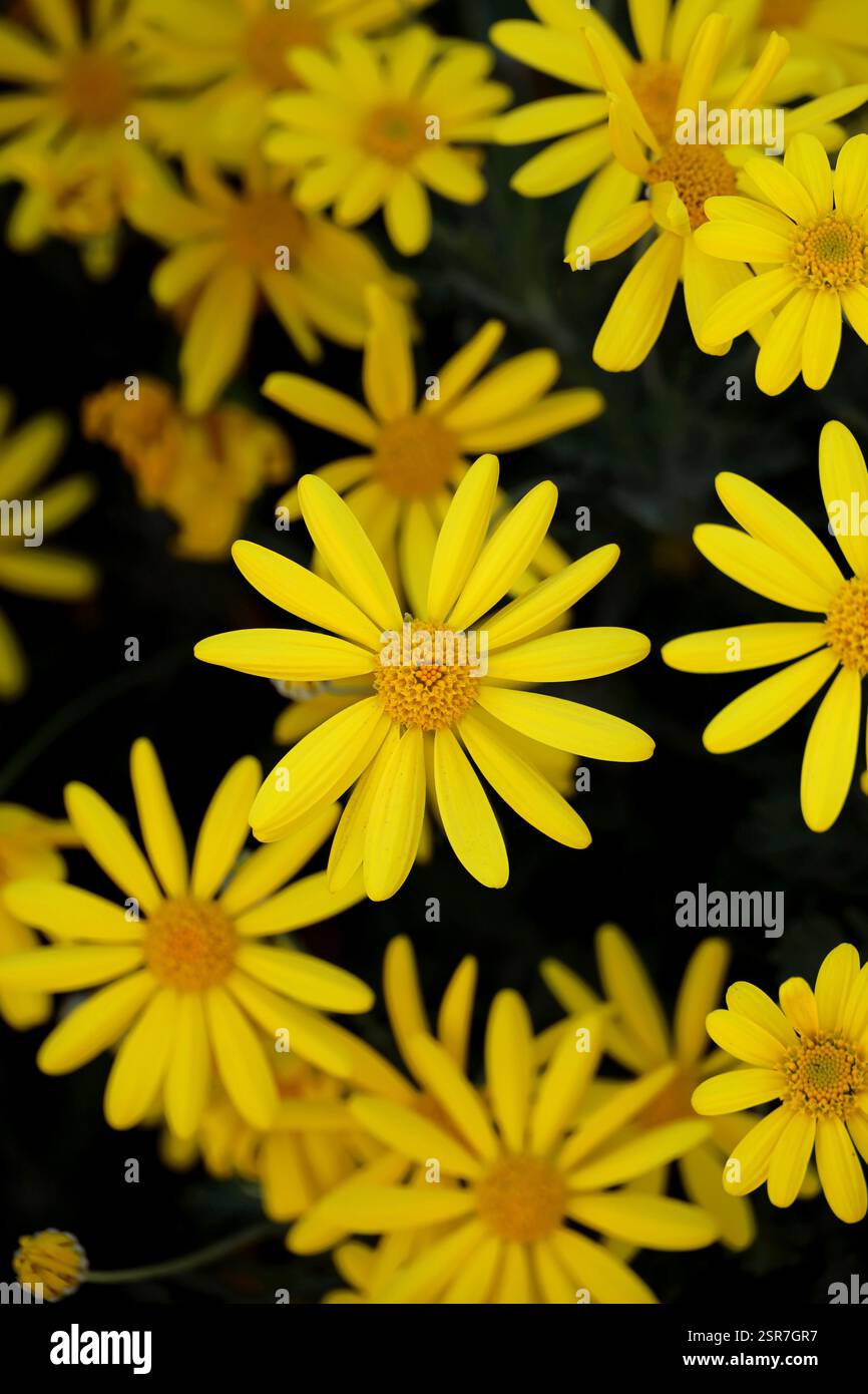 Photo de fond d'un gros plan d'une fleur jaune de Marguerite Euryops Banque D'Images Photo de fond d'un gros plan d'une fleur jaune de Marguerite Euryops Banque D'Images
