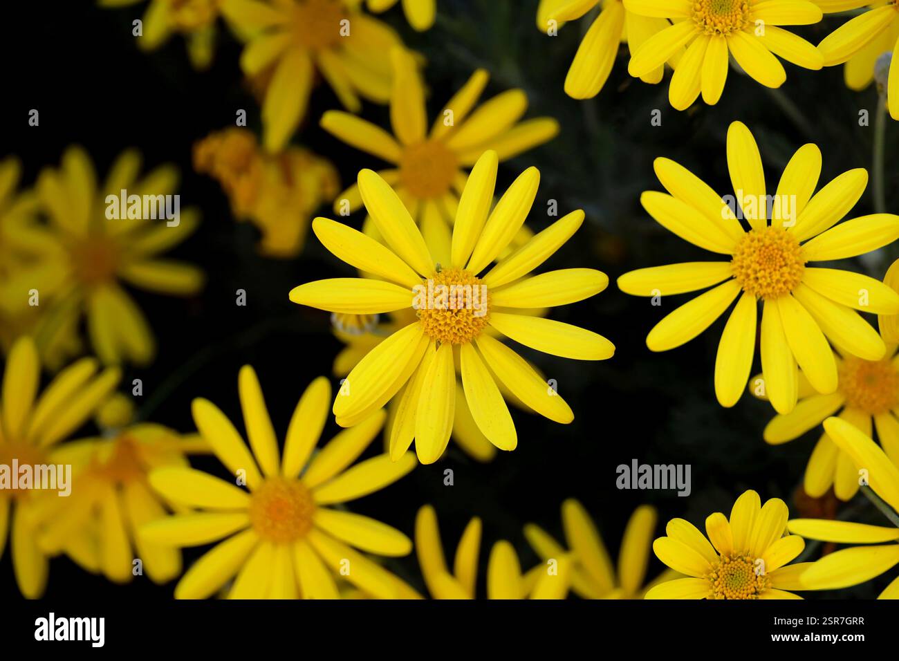 Photo de fond d'un gros plan d'une fleur jaune de Marguerite Euryops Banque D'Images Photo de fond d'un gros plan d'une fleur jaune de Marguerite Euryops Banque D'Images
