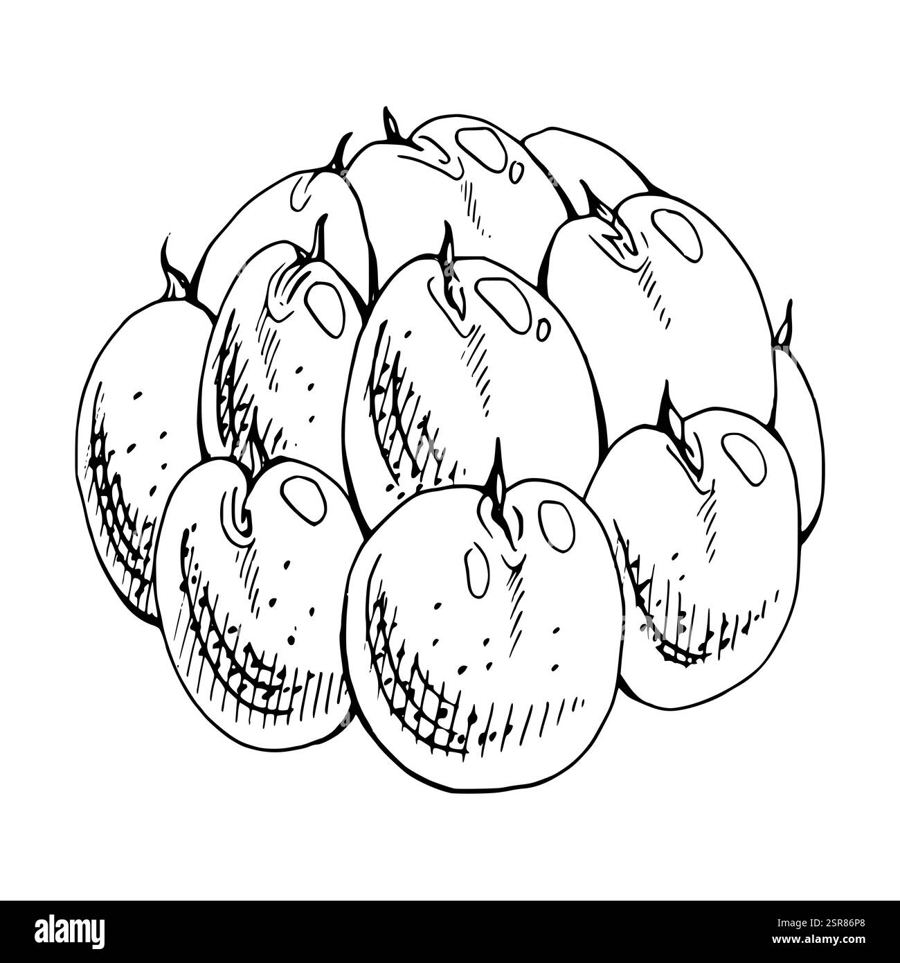 Cloudberry framboise Sloe fruit dessiné à la main encre vectorielle, baie de rosée mûrier mûrier loganberry boysenberry. Illustration d'élément isolé botanique Illustration de Vecteur