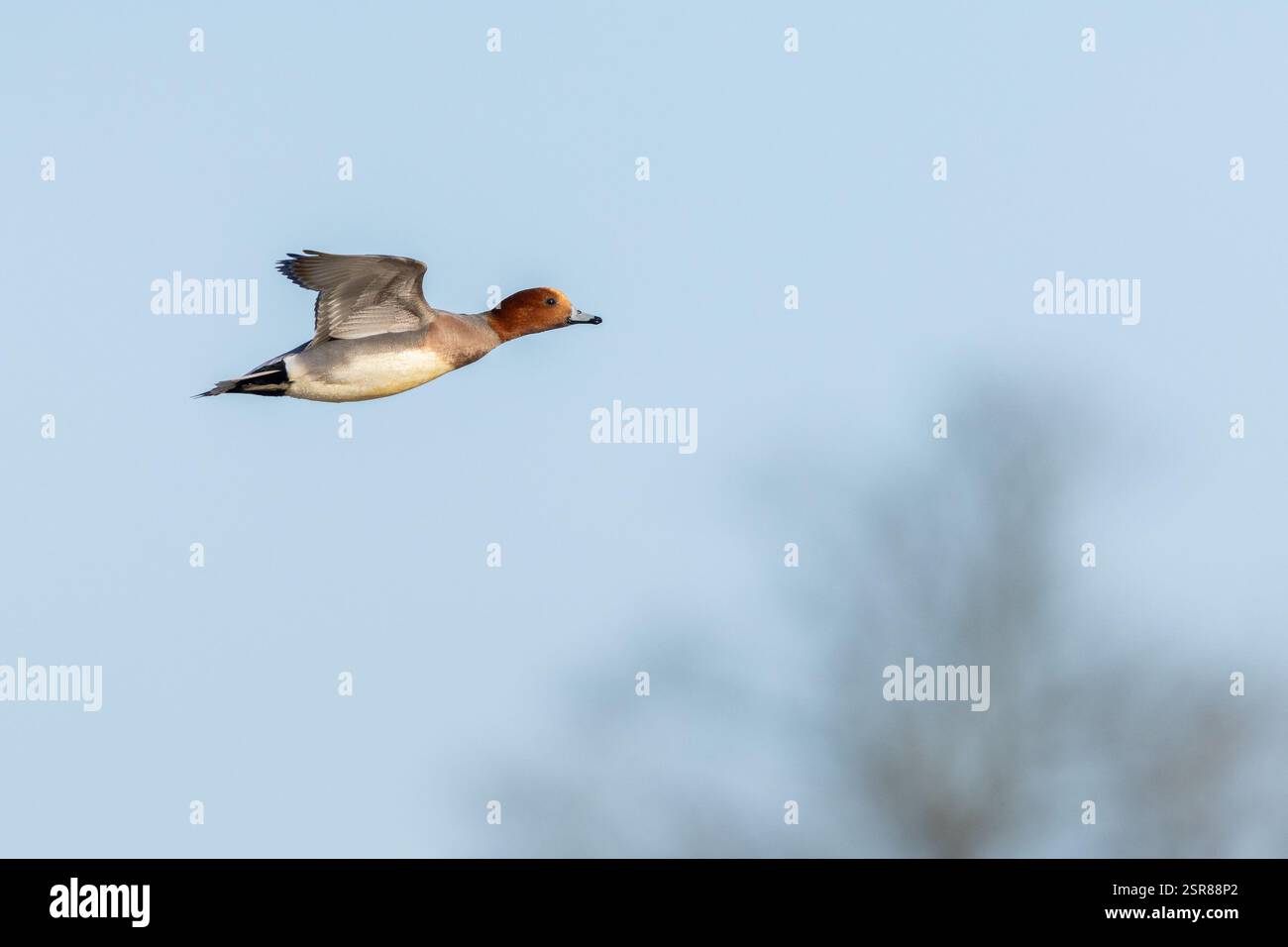 Eurasian Wigeon (Anas penelope), femme adulte en vol, WWT Slimbridge, Gloucestershire, janvier. Banque D'Images
