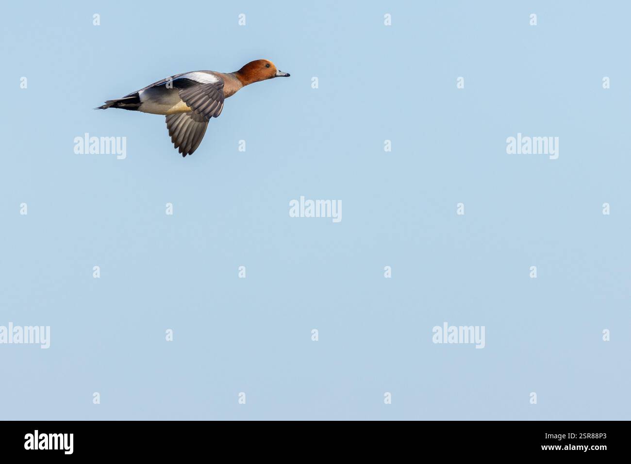 Eurasian Wigeon (Anas penelope), femme adulte en vol, WWT Slimbridge, Gloucestershire, janvier. Banque D'Images