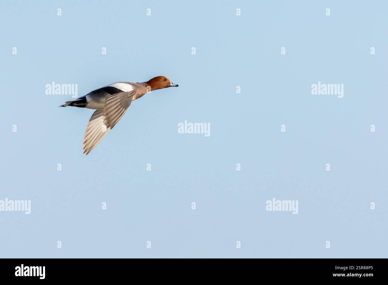 Eurasian Wigeon (Anas penelope), femme adulte en vol, WWT Slimbridge, Gloucestershire, janvier. Banque D'Images