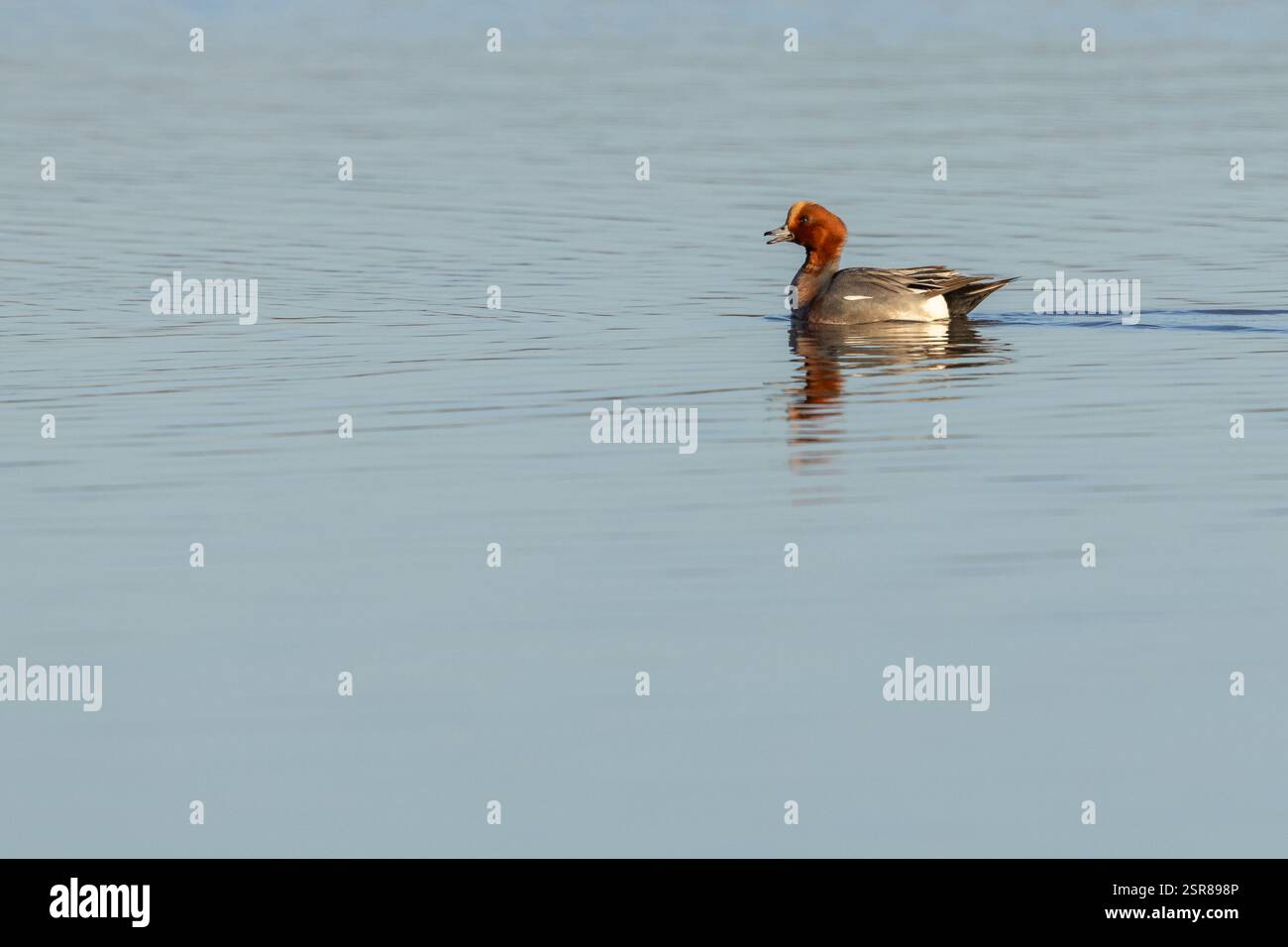 Eurasian Wigeon (Anas penelope), homme adulte appelant à l'eau, WWT Slimbridge, Gloucestershire, décembre Banque D'Images