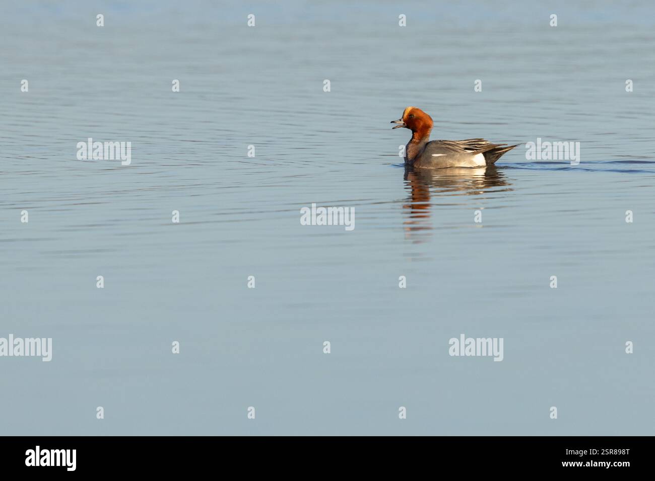 Eurasian Wigeon (Anas penelope), homme adulte appelant à l'eau, WWT Slimbridge, Gloucestershire, décembre Banque D'Images