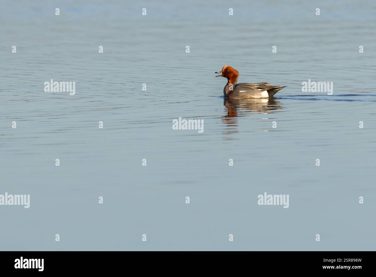 Eurasian Wigeon (Anas penelope), homme adulte appelant à l'eau, WWT Slimbridge, Gloucestershire, décembre Banque D'Images