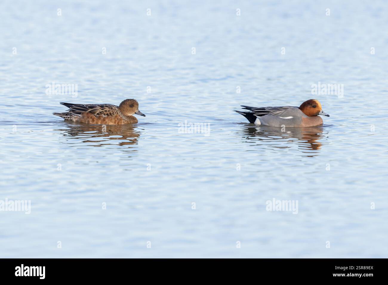 Eurasian Wigeon (Anas penelope), couple adulte sur l'eau, WWT Slimbridge, Gloucestershire. Angleterre. Décembre. Banque D'Images