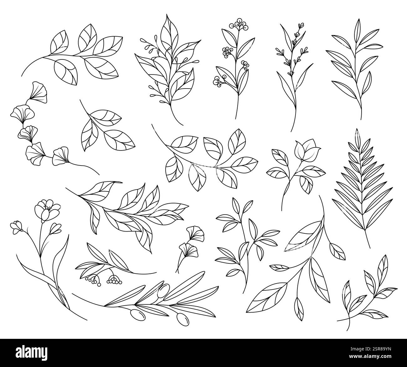 Eléments botaniques dessinés à la main Illustration de Vecteur
