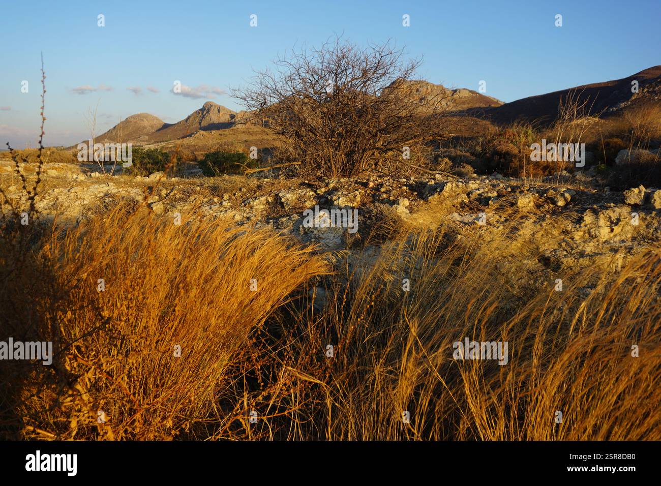 Paysage naturel de la Crète avec une vue depuis la route avec des couleurs de terre dorée - en arrière-plan, des pics rocheux ombragés s'élèvent sous un ciel bleu clair Banque D'Images