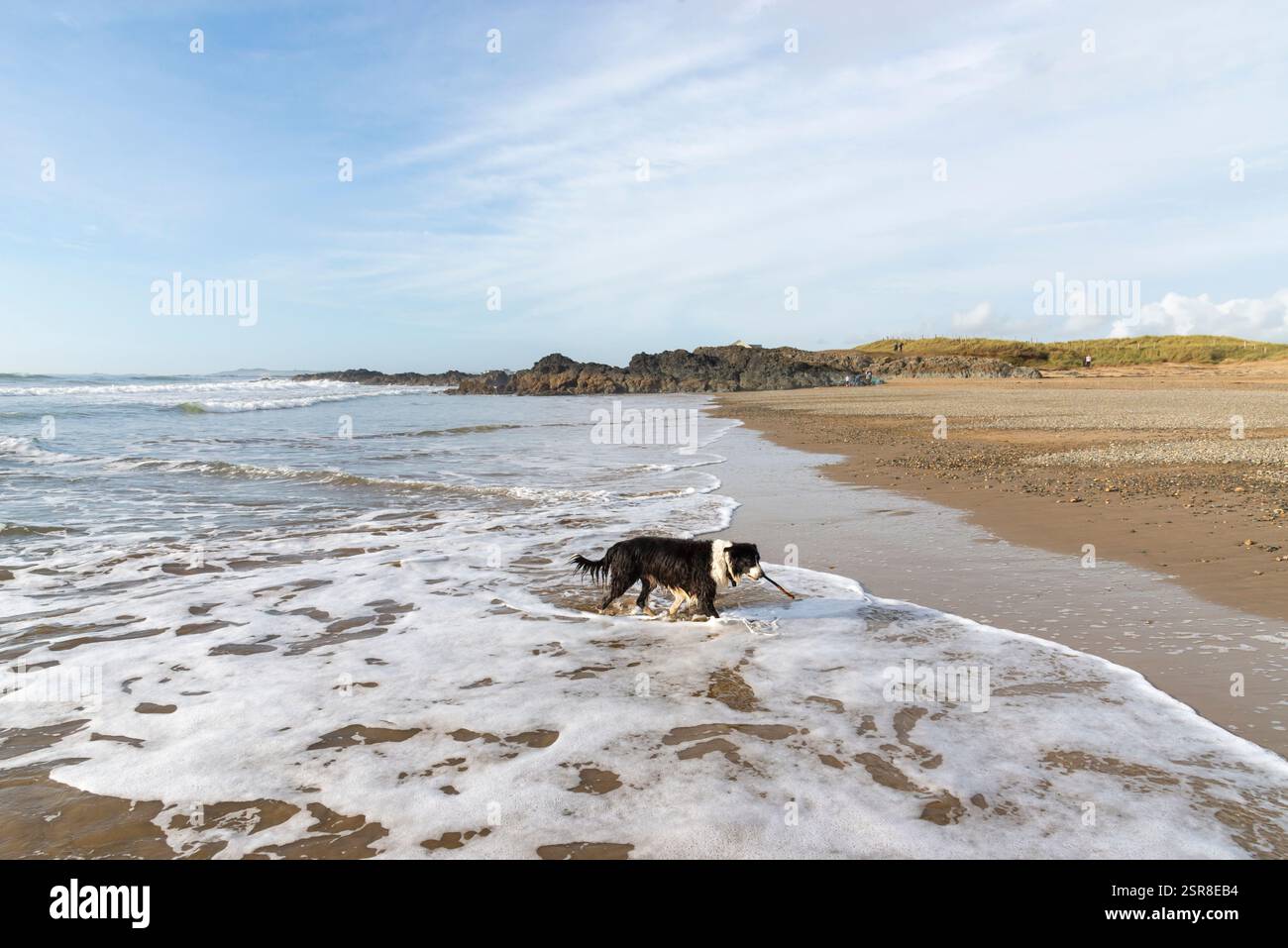 Border Collie sur la plage de Porth Nobla près de Rhosneigr sur la côte d'Anglesey, au nord du pays de Galles. Banque D'Images