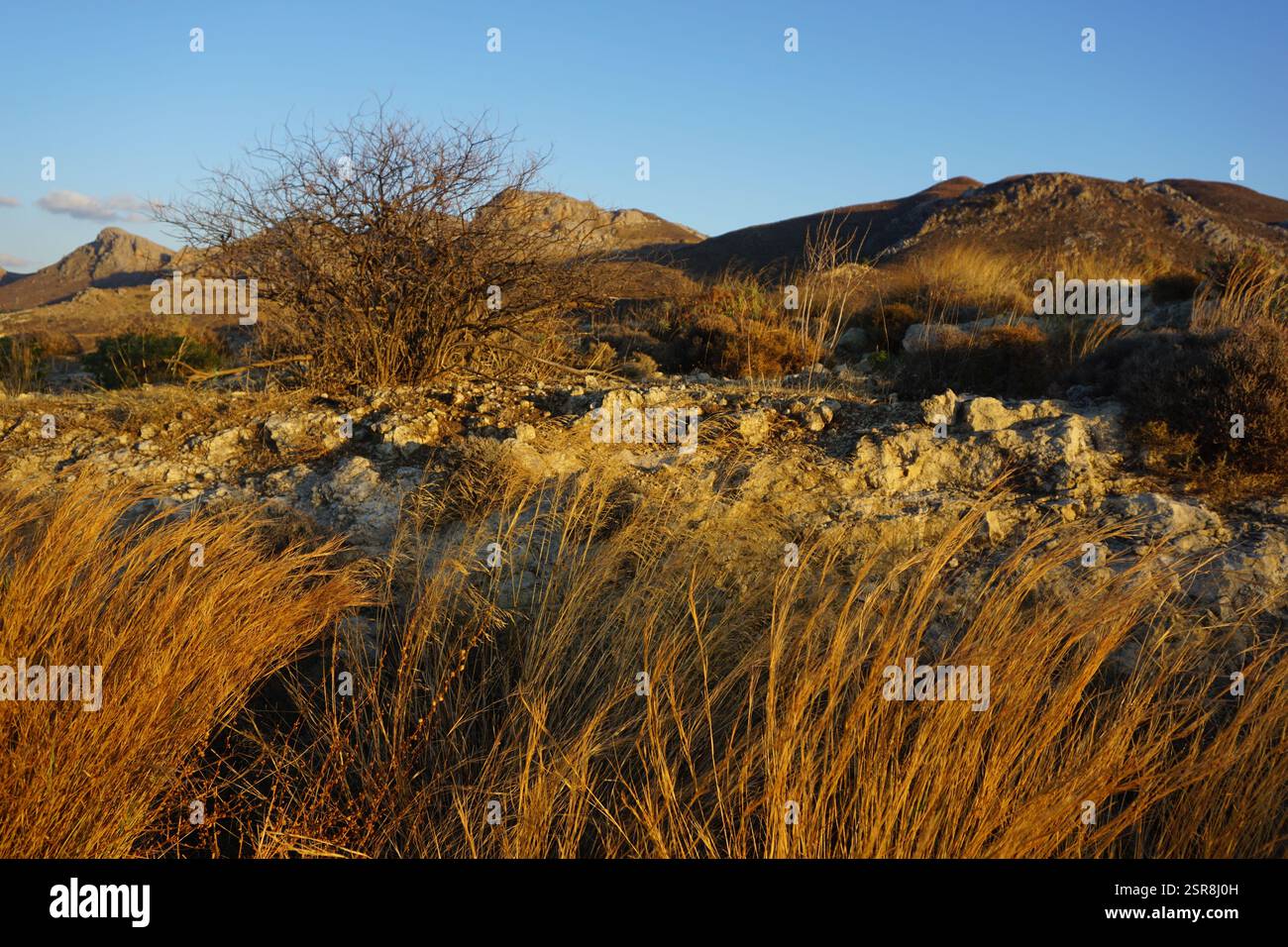 Paysage naturel de la Crète avec une vue depuis la route avec des couleurs de terre dorée - en arrière-plan, des pics rocheux ombragés s'élèvent sous un ciel bleu clair Banque D'Images Paysage naturel de la Crète avec une vue depuis la route avec des couleurs de terre dorée - en arrière-plan, des pics rocheux ombragés s'élèvent sous un ciel bleu clair Banque D'Images