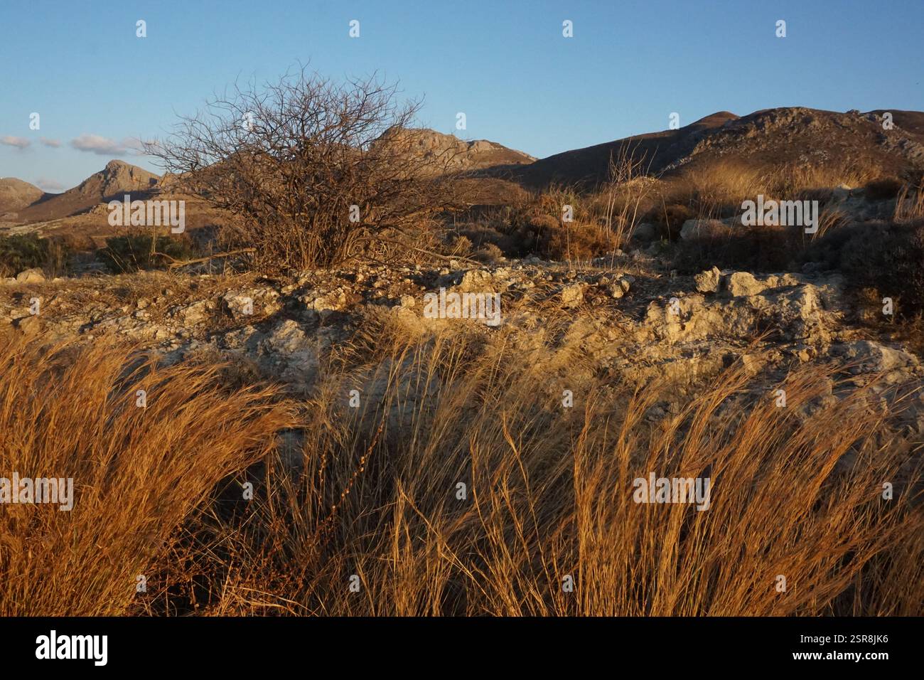 Paysage naturel de la Crète avec une vue depuis la route avec des couleurs de terre dorée - en arrière-plan, des pics rocheux ombragés s'élèvent sous un ciel bleu clair Banque D'Images