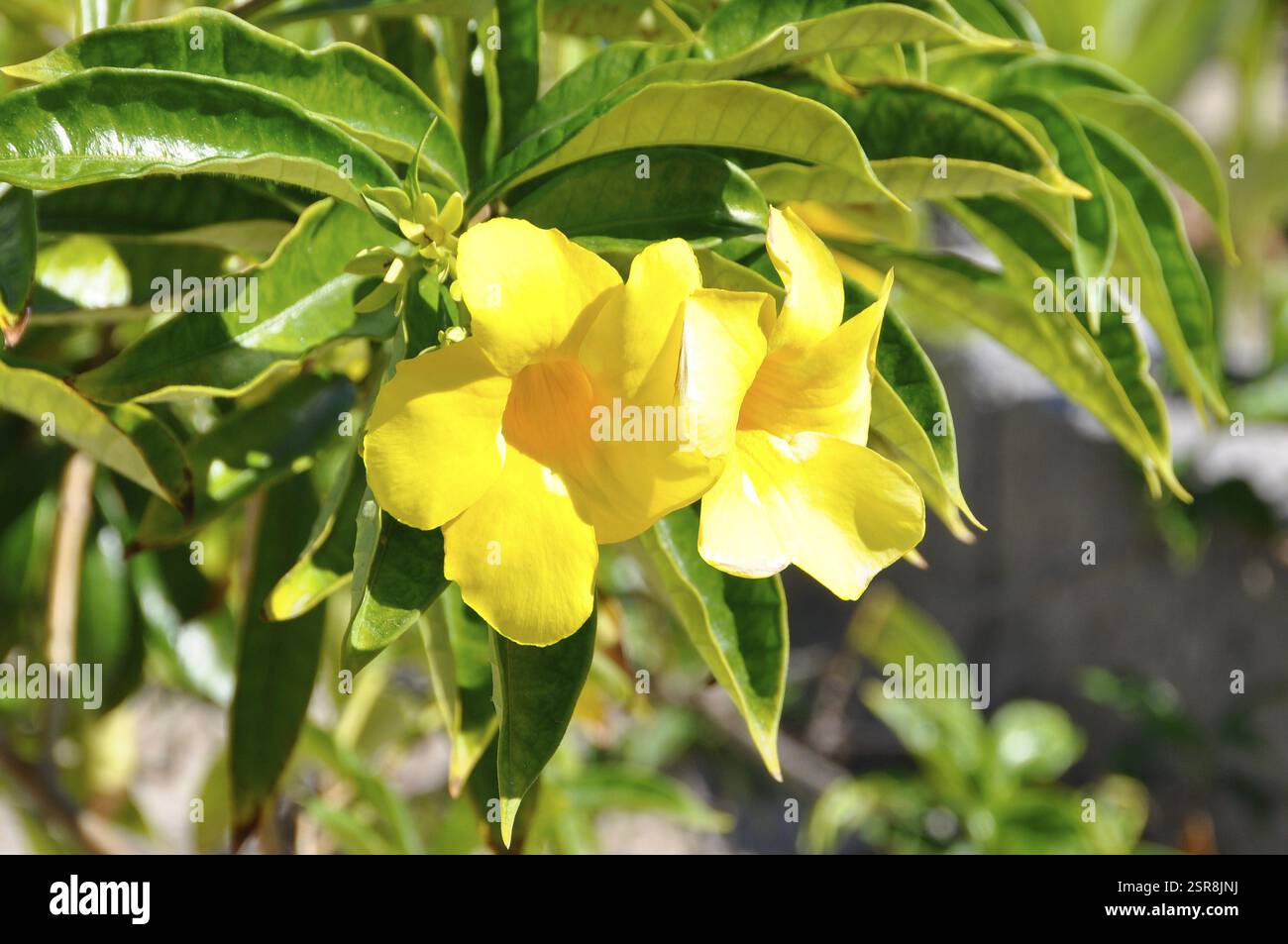 Trompette dorée, allamanda jaune (Allamanda cathartica), inflorescence, Cuba, Caraïbes, Amérique centrale Banque D'Images
