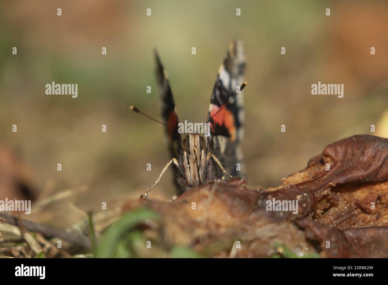 Papillon amiral rouge (Vanessa atalanta) insecte adulte se nourrissant de fruits tombés dans un jardin en été, Angleterre, Royaume-Uni, Europe Banque D'Images