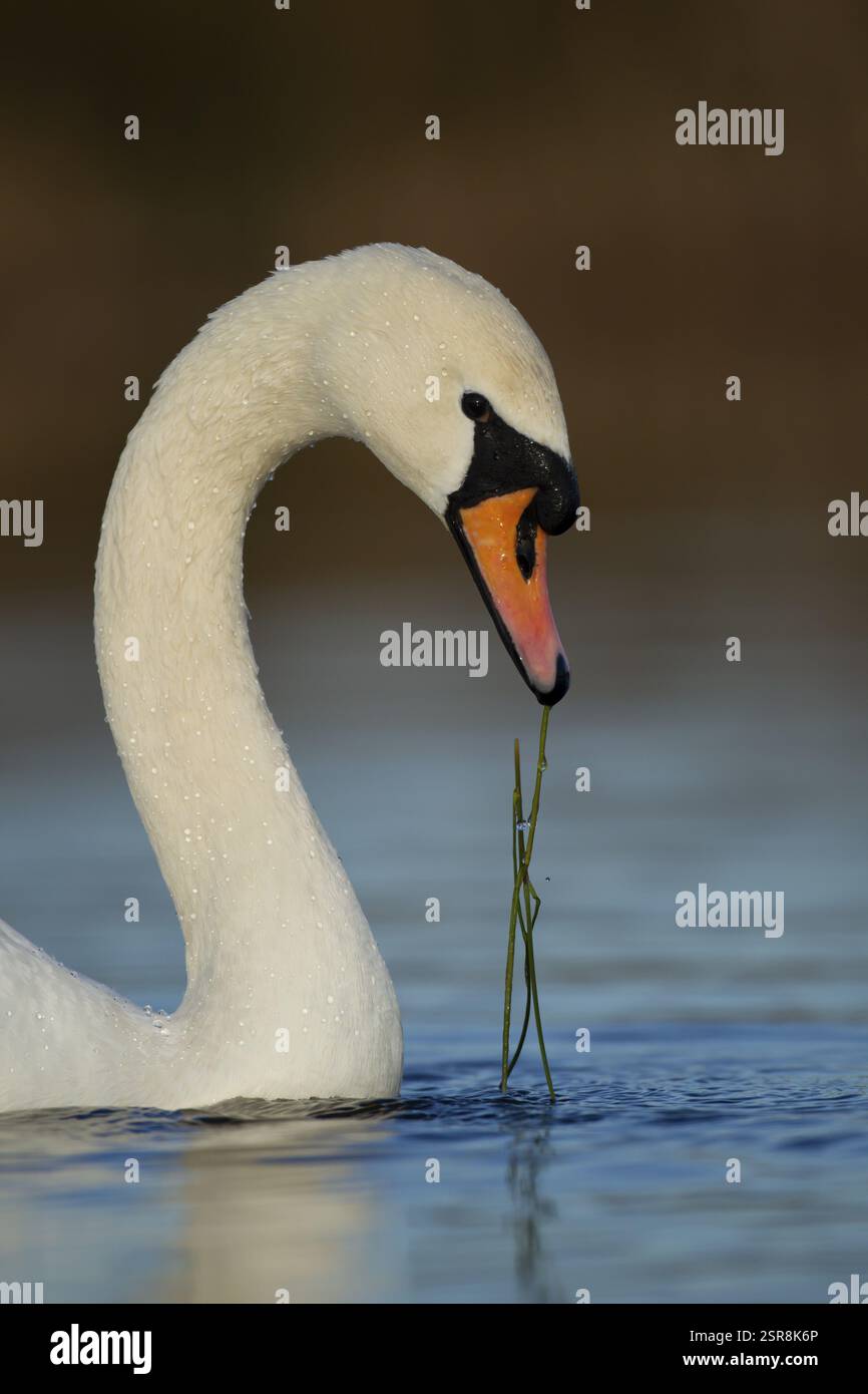 Cygne muet (Cygnus olor) oiseau adulte se nourrissant de plantes aquatiques dans un lac, Angleterre, Royaume-Uni, Europe Banque D'Images