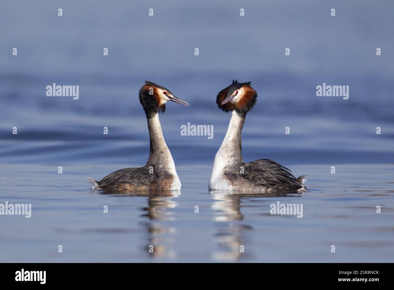 Grand grèbe à crête (Podiceps cristatus) deux oiseaux adultes effectuant leur spectacle d'amour de cour sur un lac au printemps, Angleterre, Royaume-Uni, Europe Banque D'Images