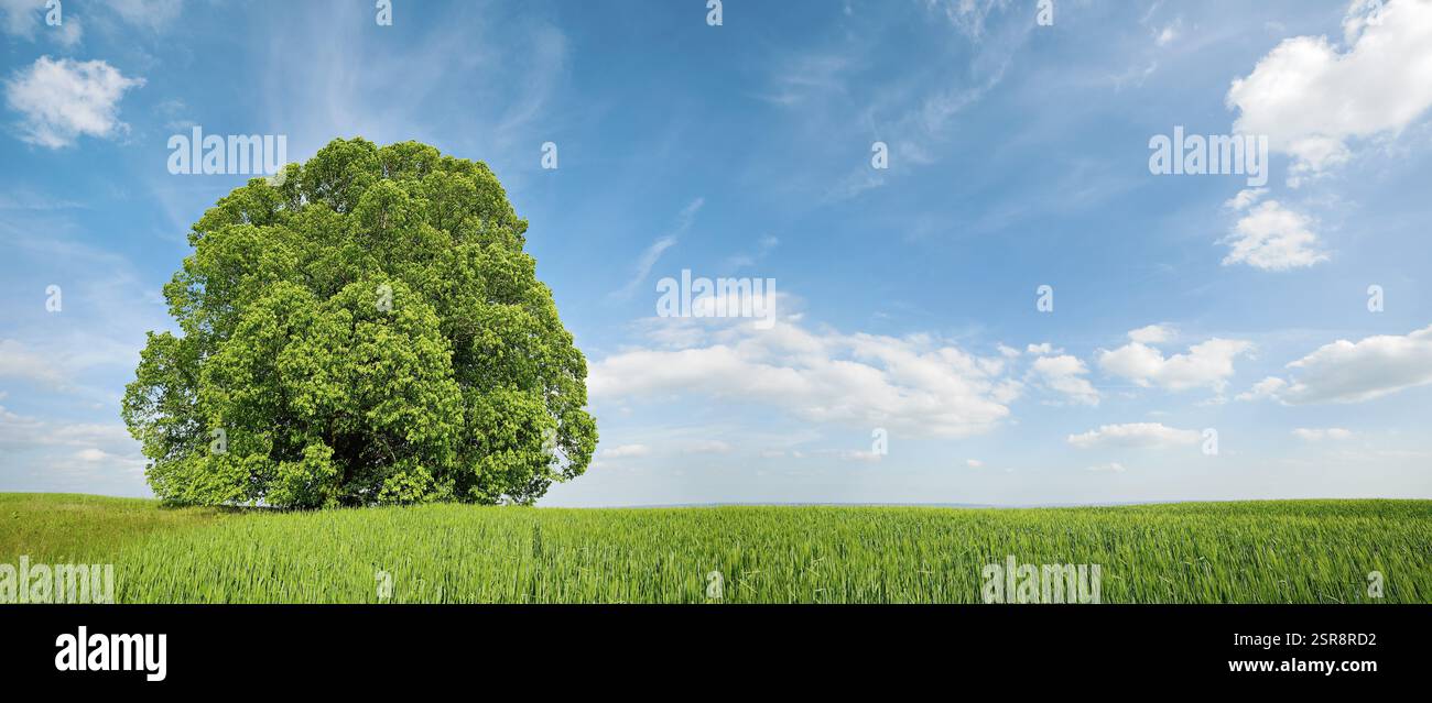 Champ de grains verts avec grand citronnier solitaire sous un ciel bleu au printemps, Sangerhausen, Saxe-Anhalt, Allemagne, Europe Banque D'Images