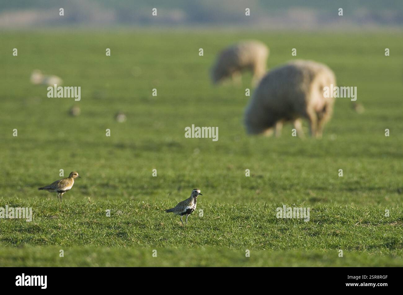 Pluvialis apricaria dans un pré, Schleswig-Holstein, Allemagne, Europe Banque D'Images