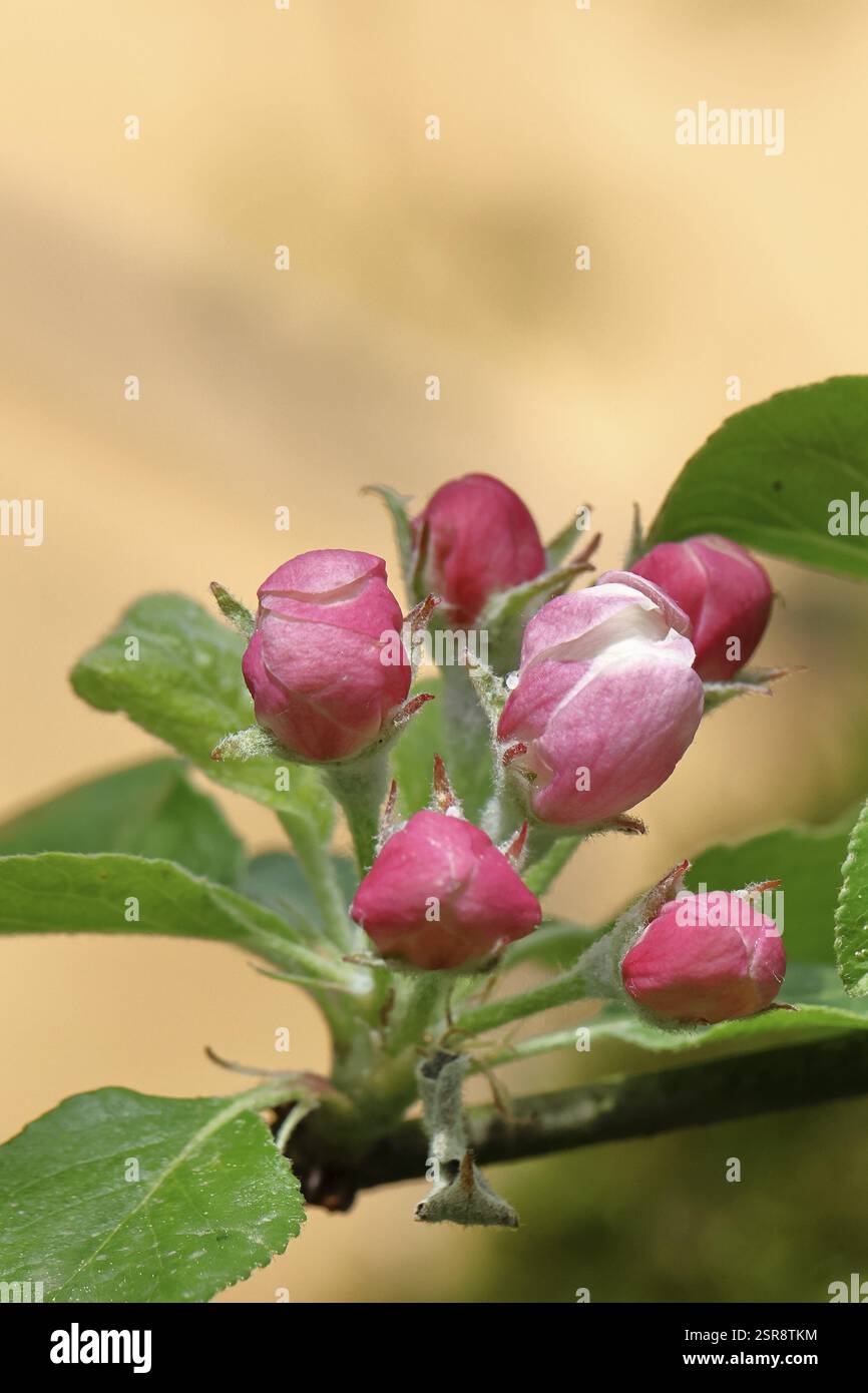 Fleurs de pommiers (Malus), fleurs rouges encore fermées et fleurs blanches ouvertes avec bokeh en arrière-plan, gros plan, Wilnsdorf, Rhénanie du Nord-Westphalie, Banque D'Images